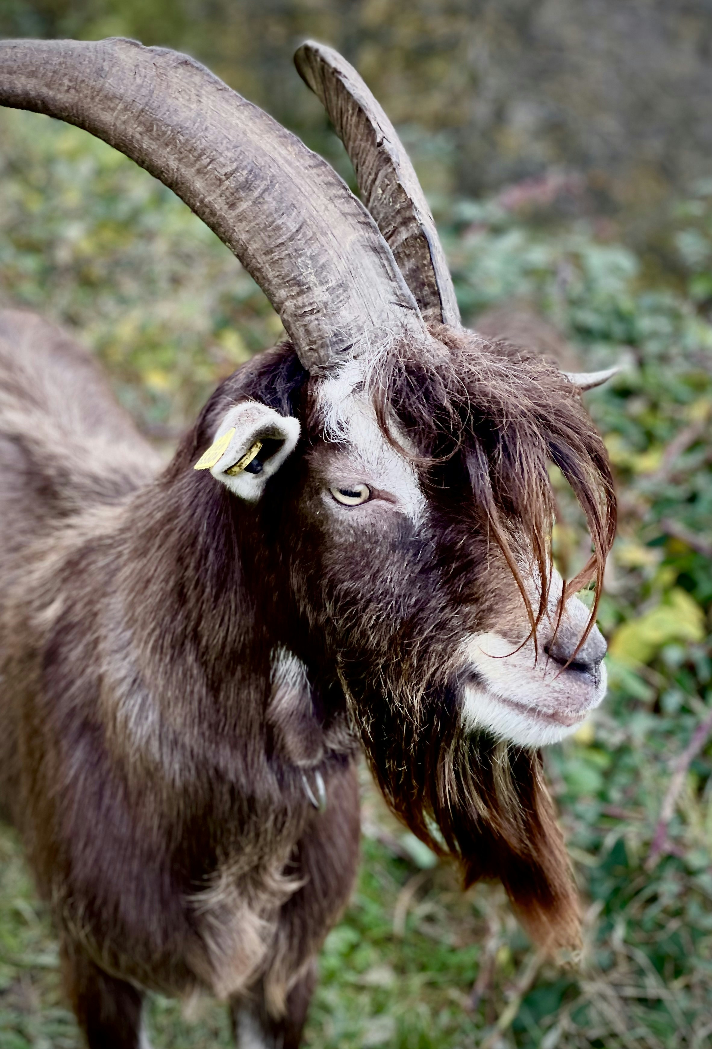 Deliciosos productos lácteos caprinos