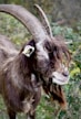 A close-up of a goat with large curved horns and a thick, shaggy beard. The animal's fur is dark brown with lighter patches around the ears and muzzle. It stands against a blurred background of green foliage, giving a rustic and natural feel.