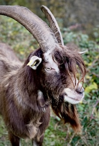 A close-up of a goat with large curved horns and a thick, shaggy beard. The animal's fur is dark brown with lighter patches around the ears and muzzle. It stands against a blurred background of green foliage, giving a rustic and natural feel.