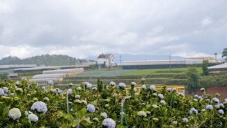 A scenic view of the hydrangea fields in Guarne, Antioquia.