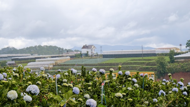 A scenic view of the hydrangea fields in Guarne, Antioquia.