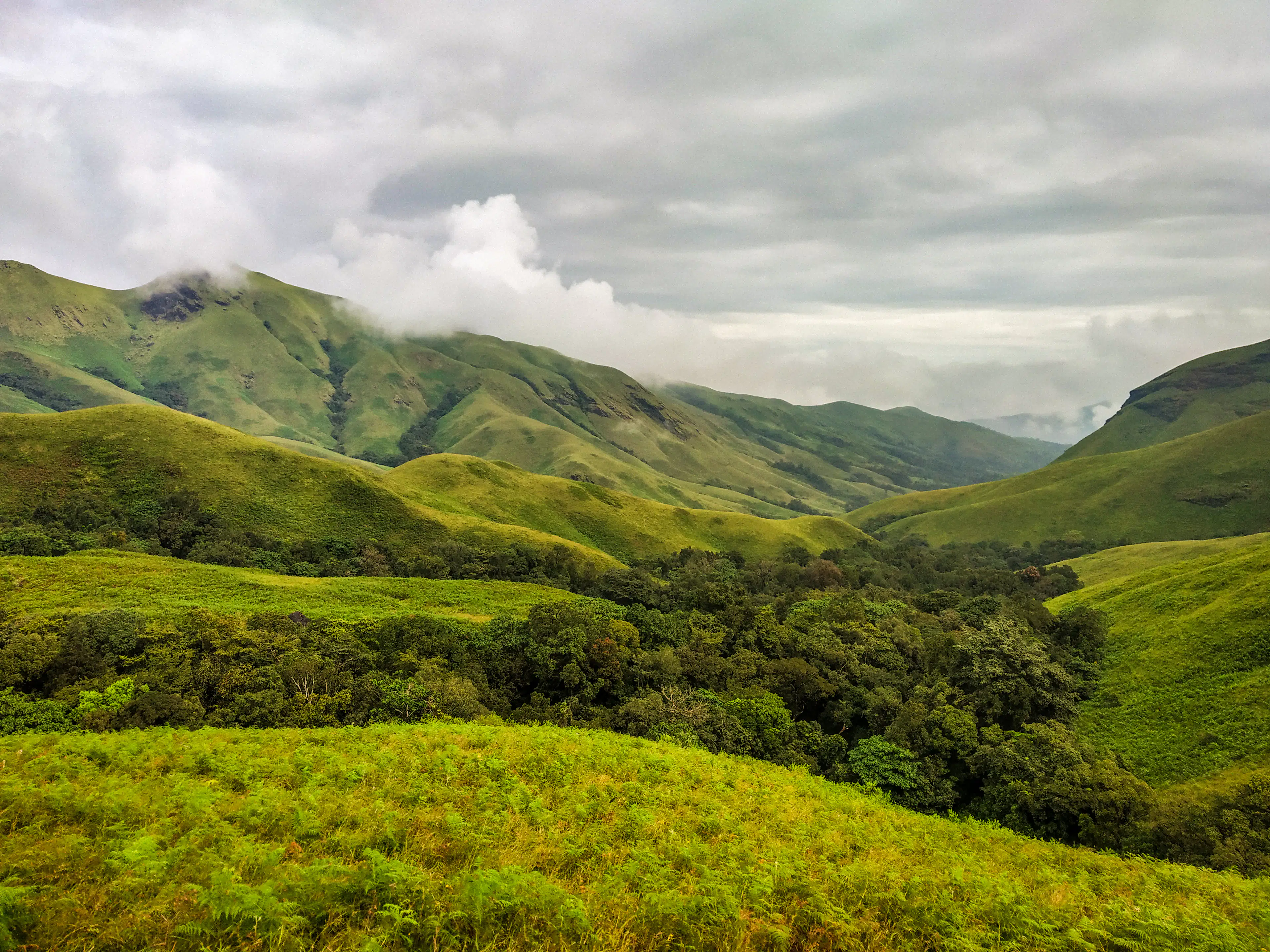 Rolling Kudremukh grasslands and shola forest under a cloudy sky