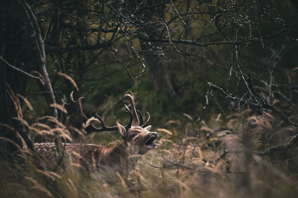 a deer with antlers standing in tall grass