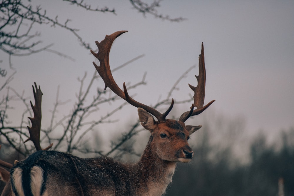 a close up of a deer with antlers on it's head