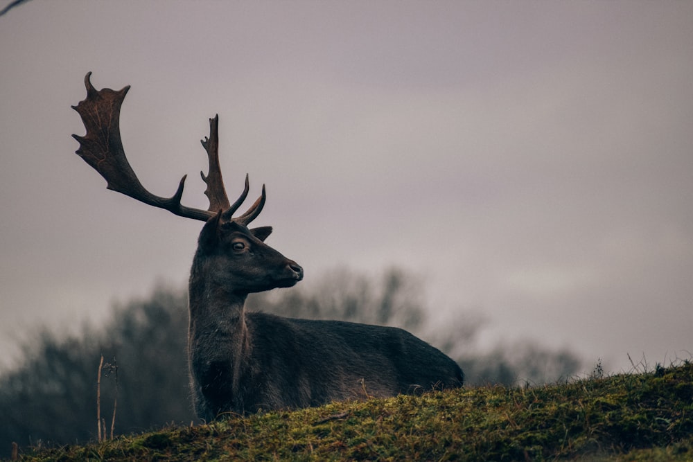 a deer with large antlers standing on a hill