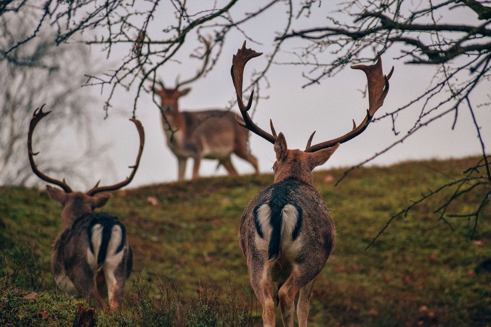 a couple of deer standing on top of a lush green hillside