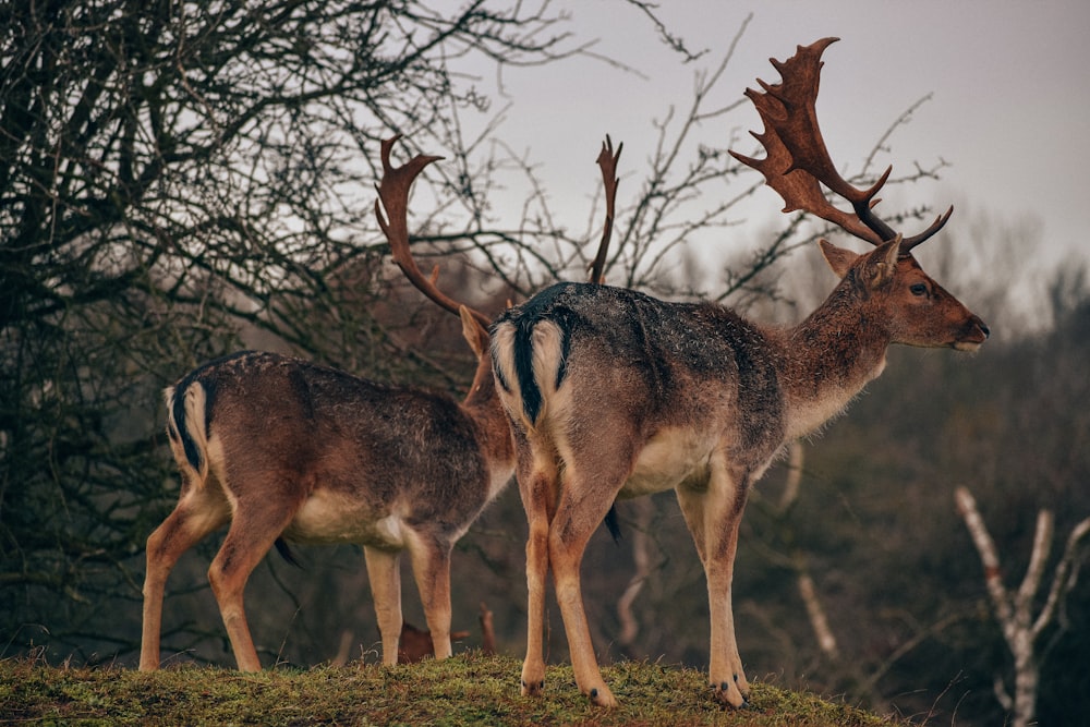 a couple of deer standing on top of a grass covered field