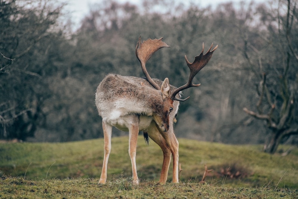 a deer standing on top of a lush green field