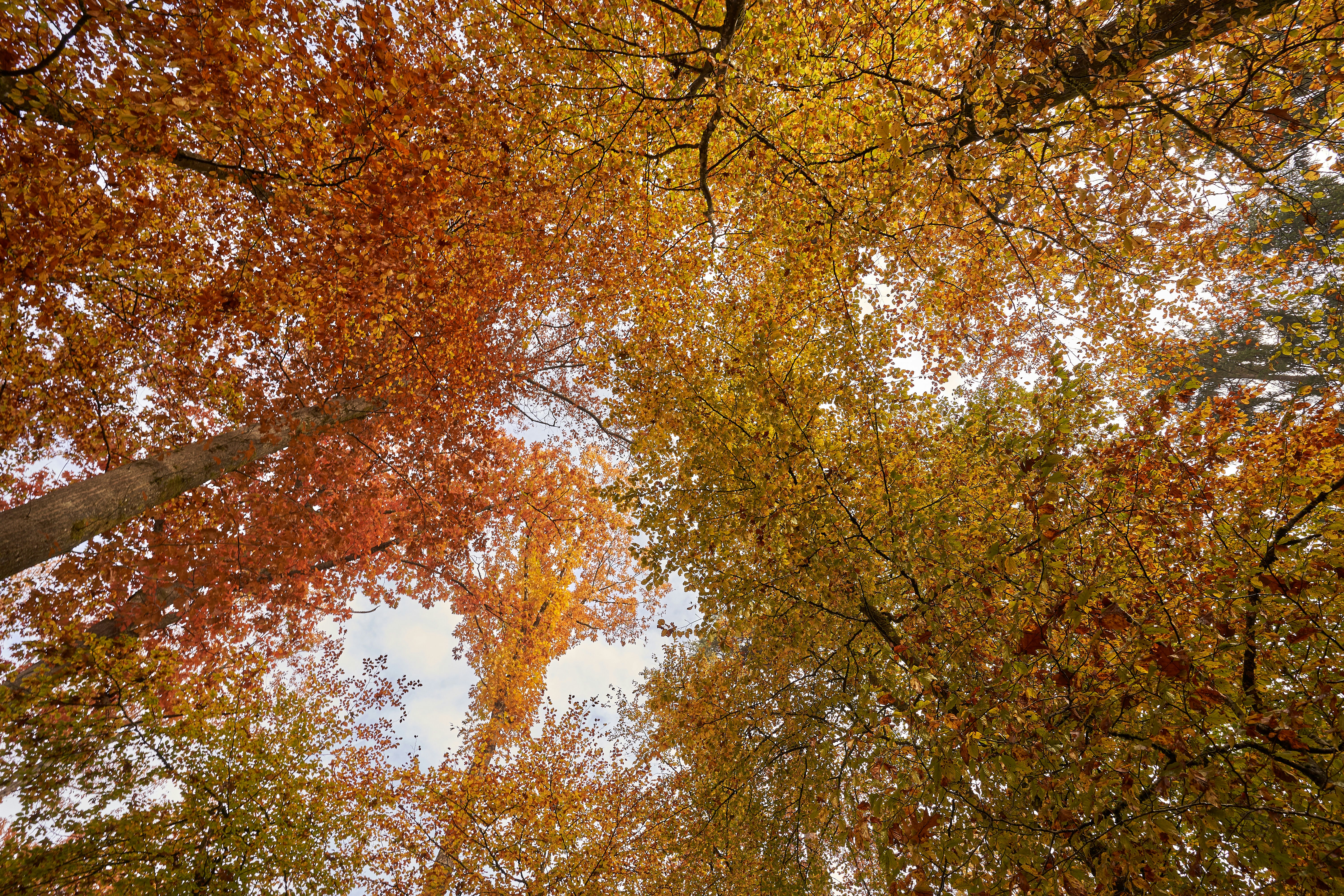 Photo by wolfgang_hasselmann