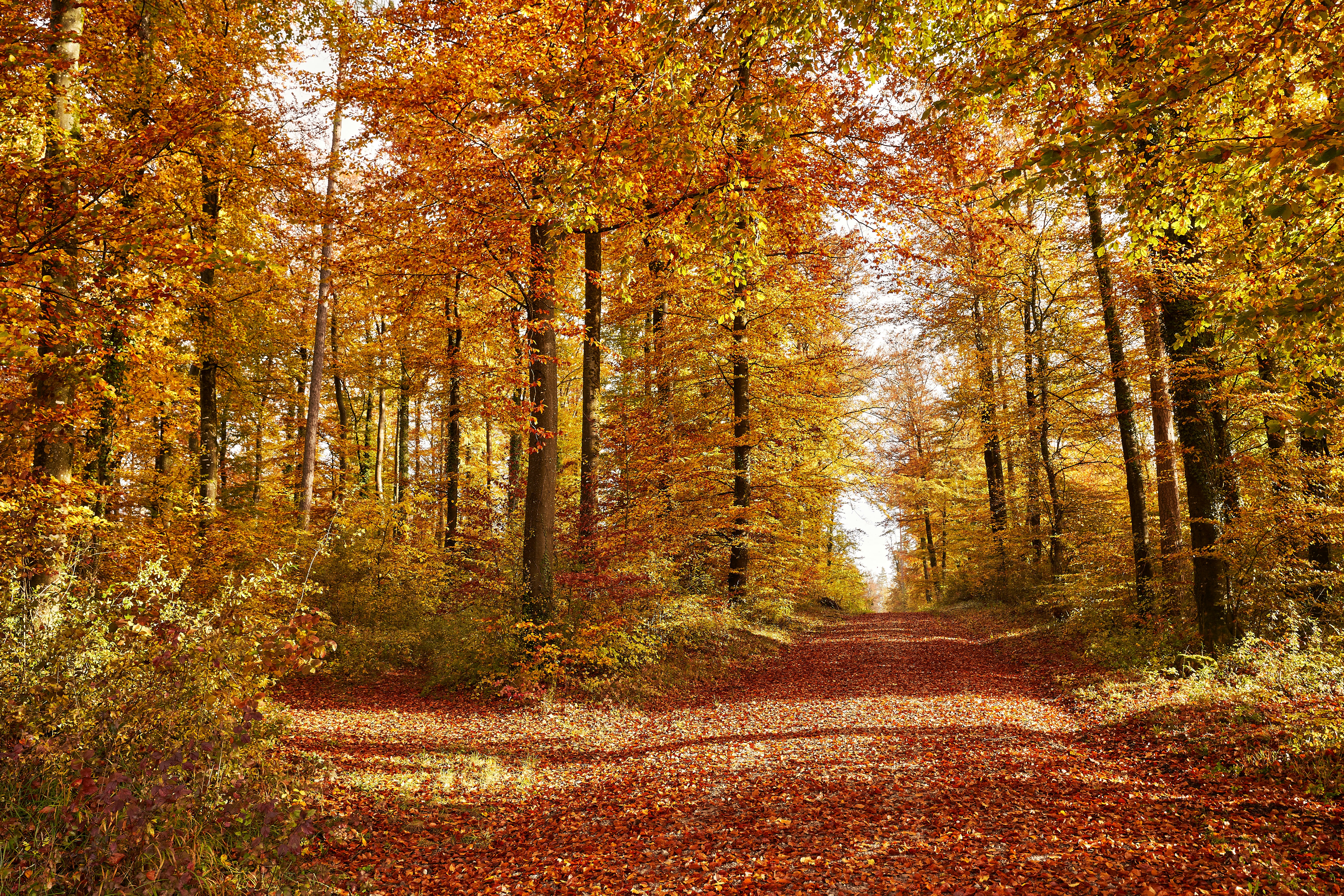 Photo by wolfgang_hasselmann