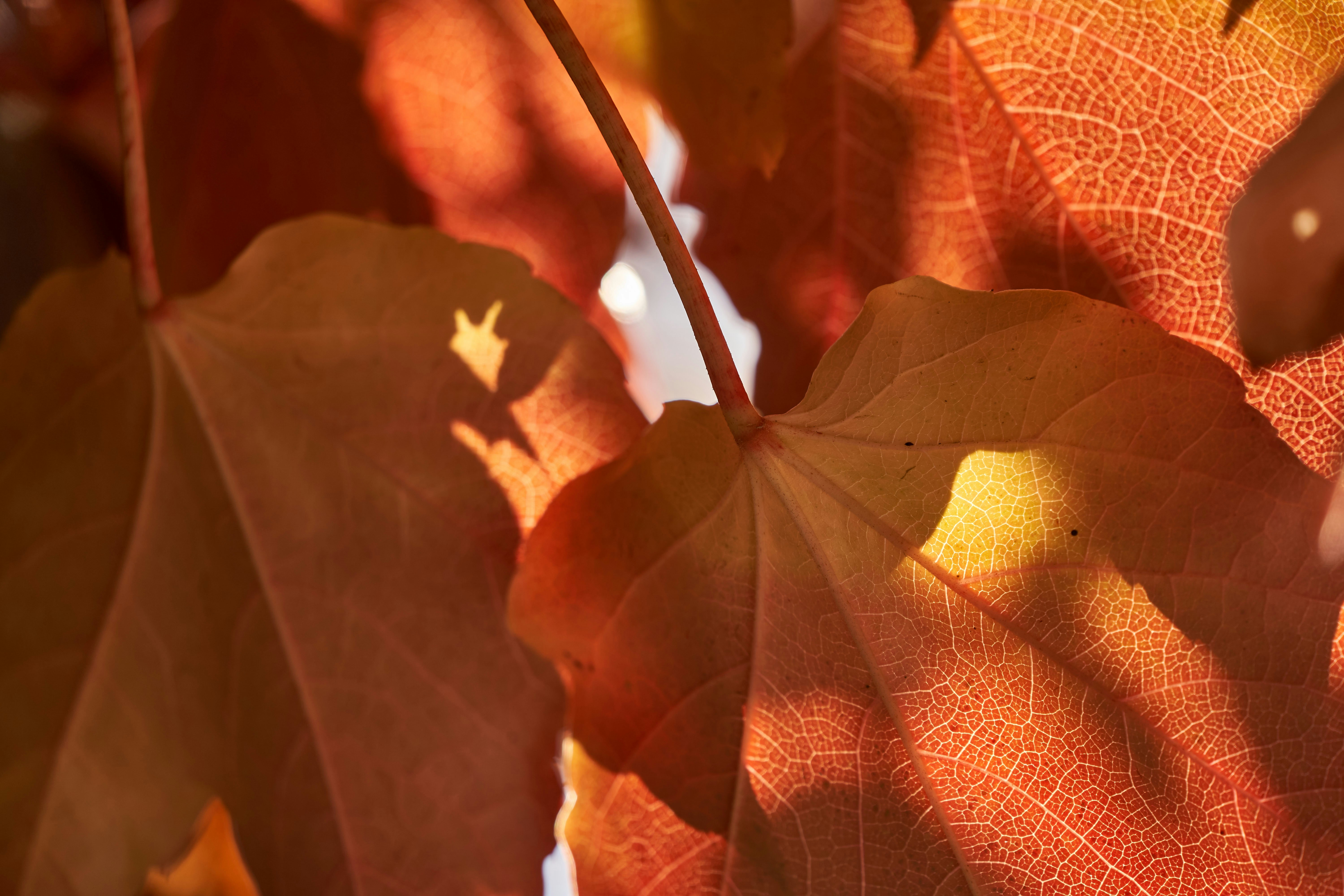 Photo by wolfgang_hasselmann