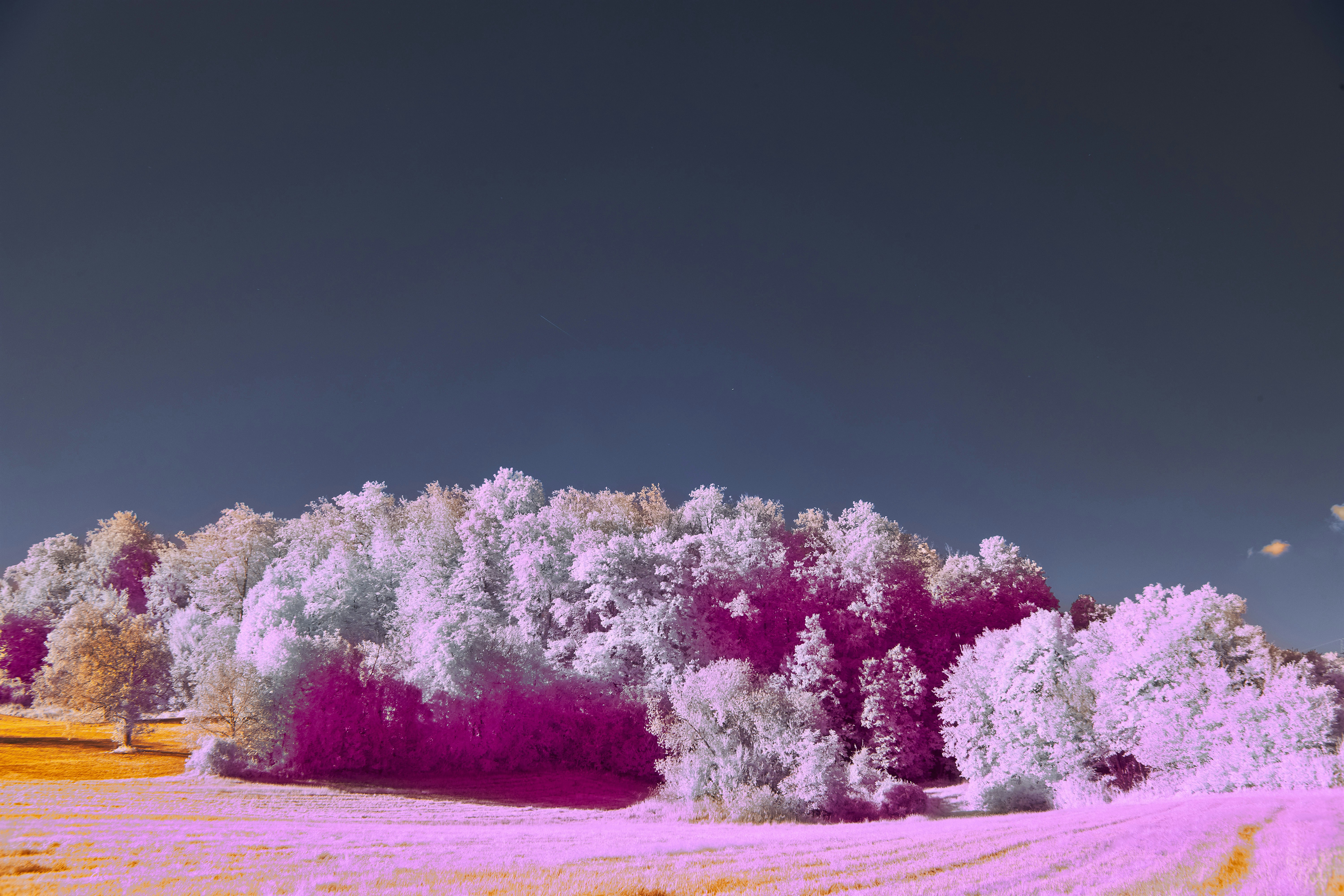 Photo by wolfgang_hasselmann