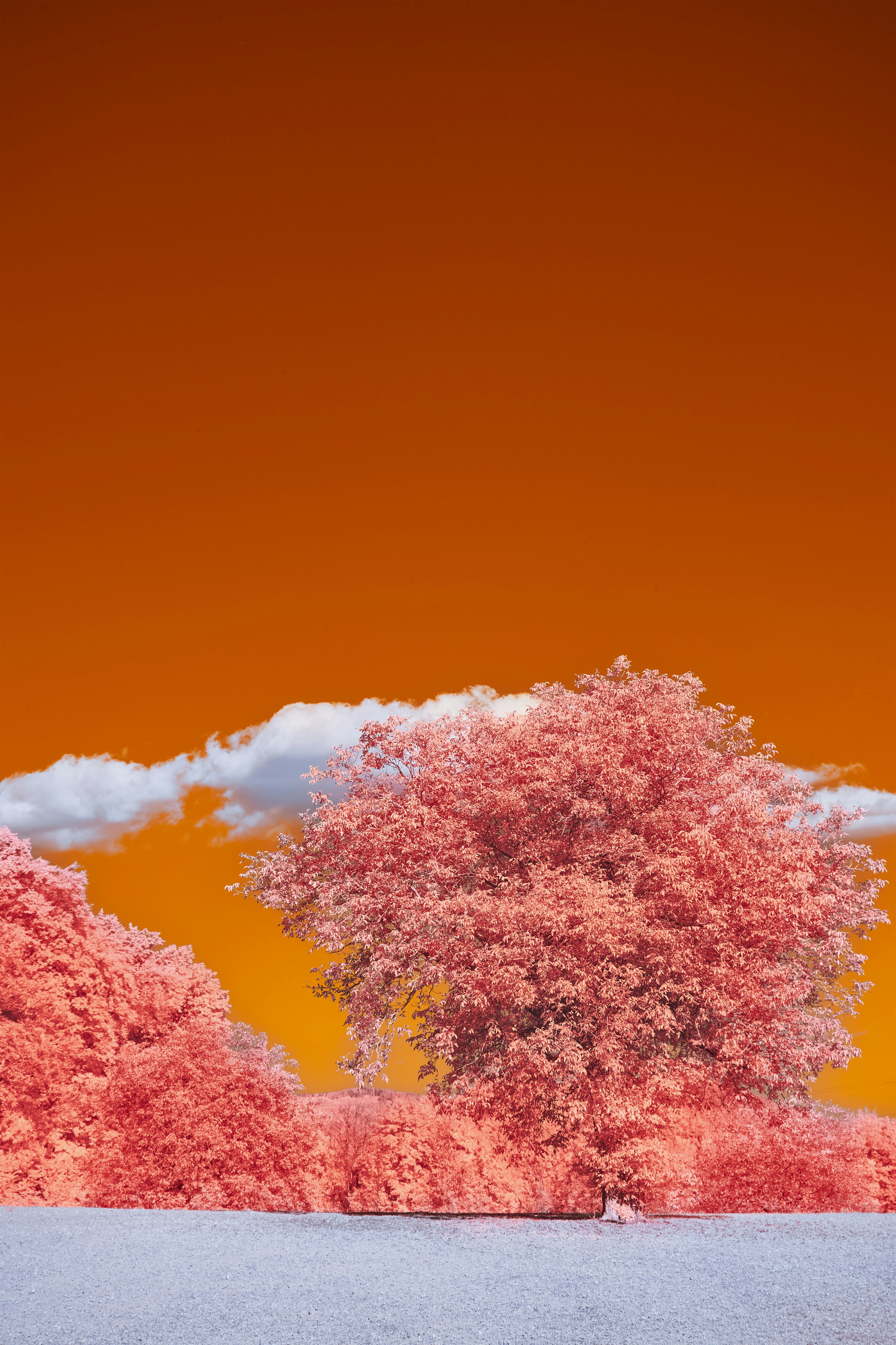 Photo by wolfgang_hasselmann