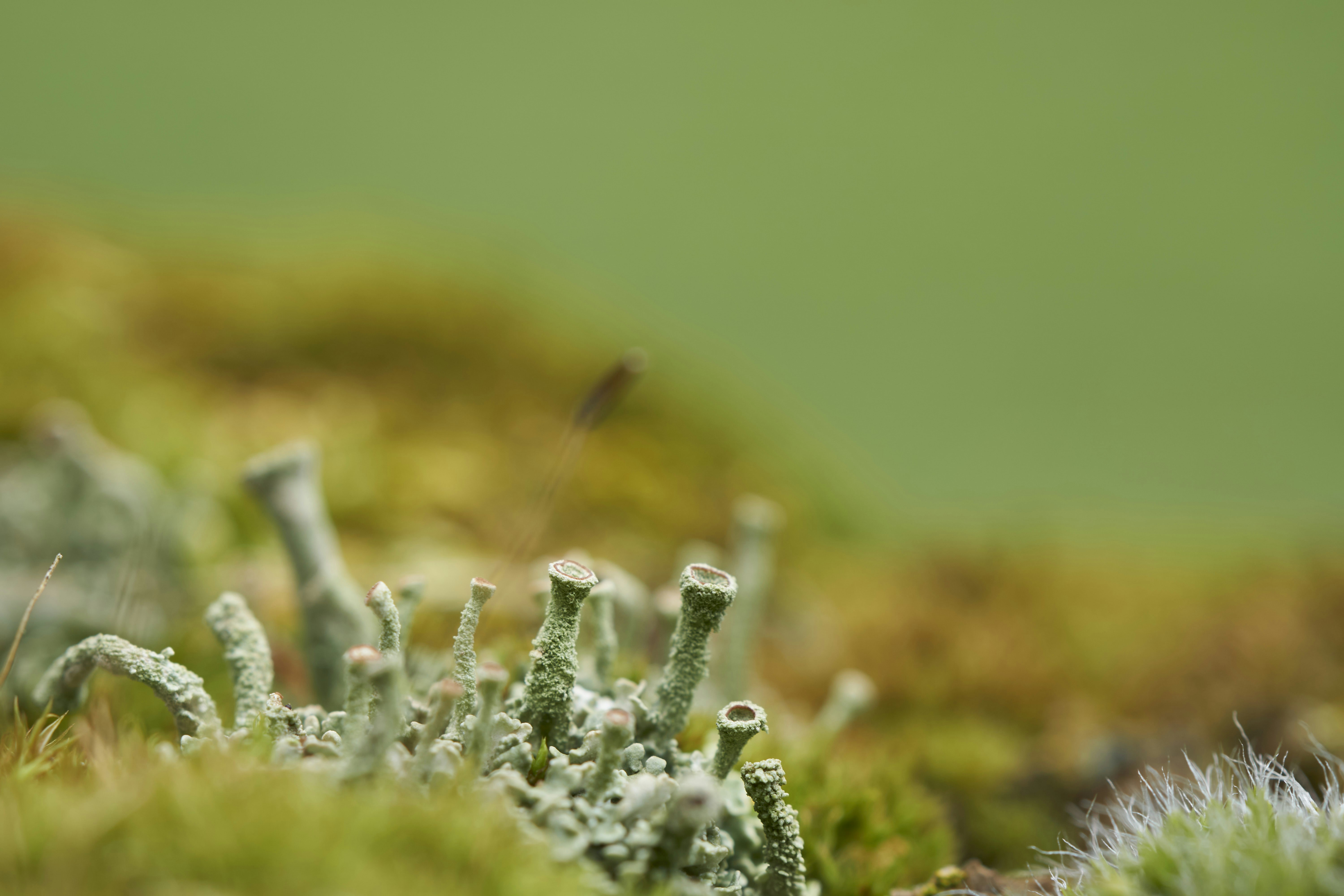 Photo by wolfgang_hasselmann