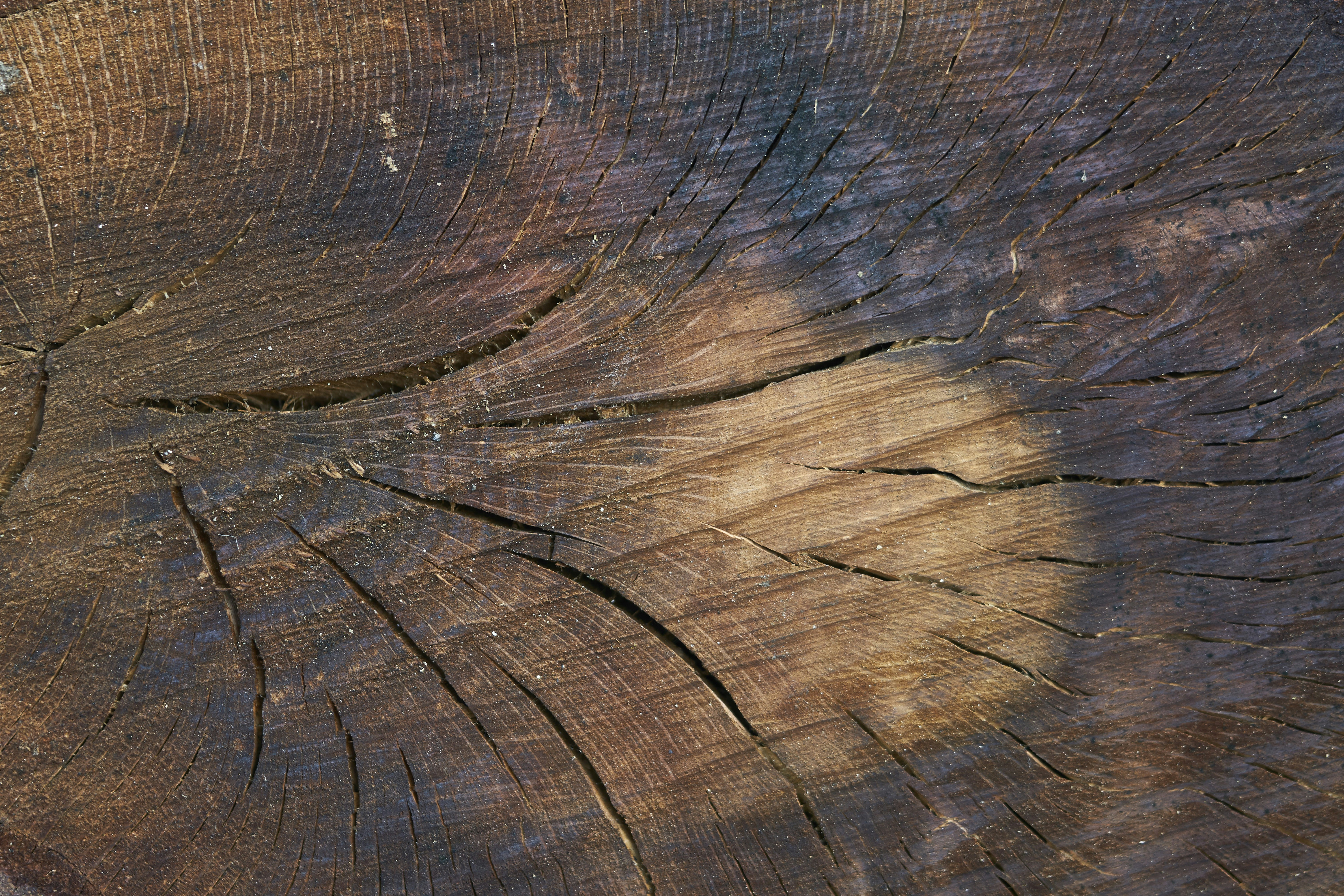 Photo by wolfgang_hasselmann