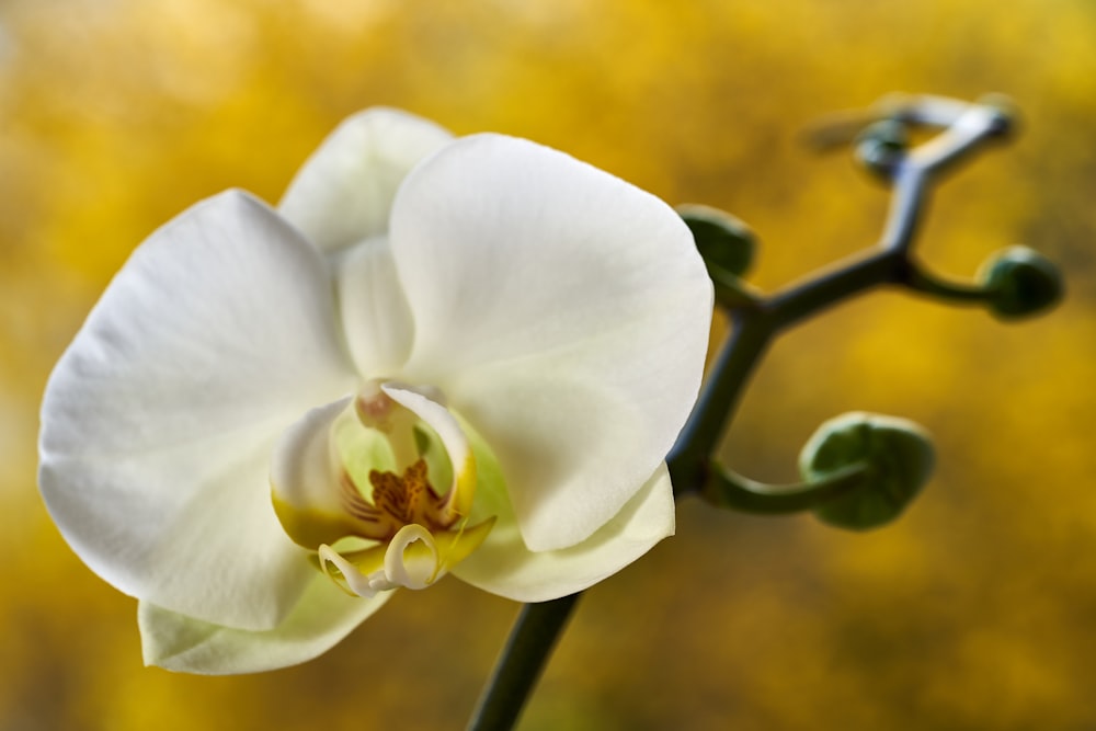 a close up of a white flower with a yellow background