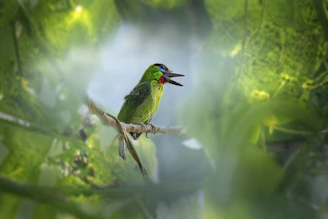 a bird sitting on a branch