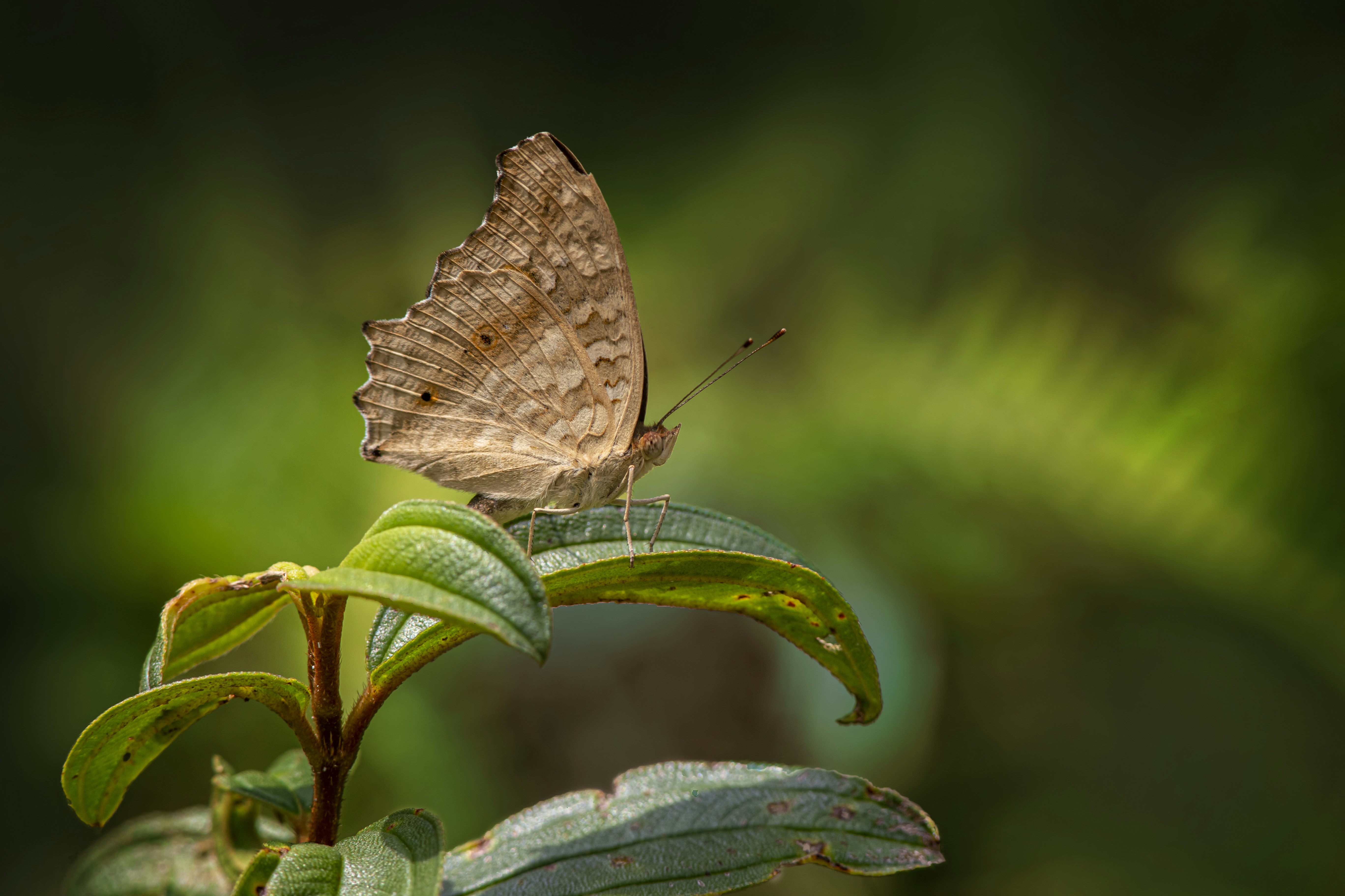 A banana tree photo Free Mueang krabi district Image on Unsplash
