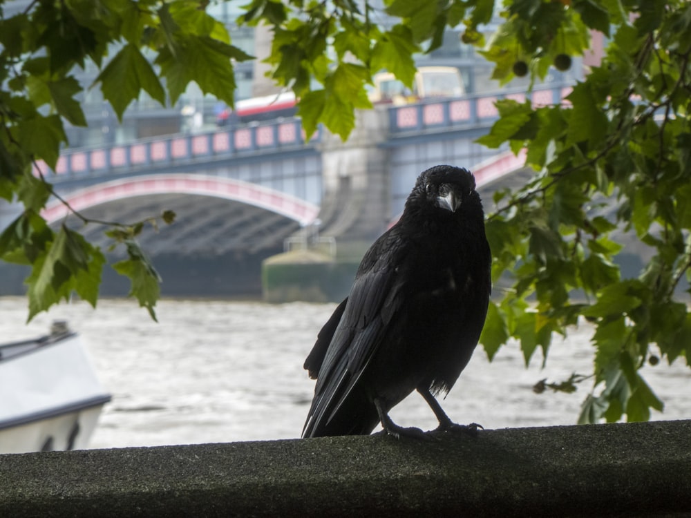 a black bird sitting on a ledge next to a river