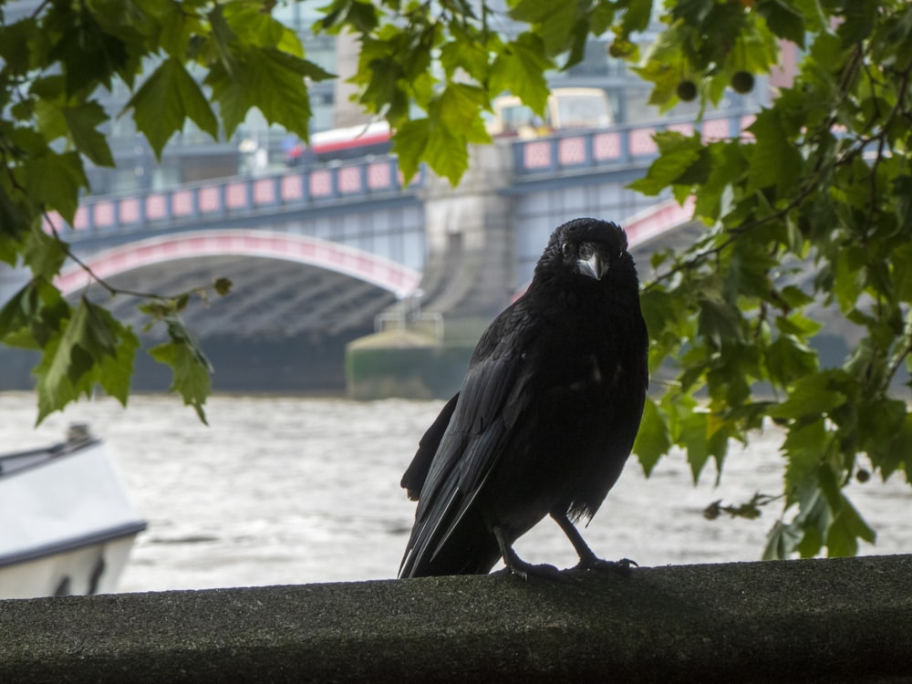 Ein schwarzer Vogel sitzt auf einem Felsvorsprung neben einem Fluss