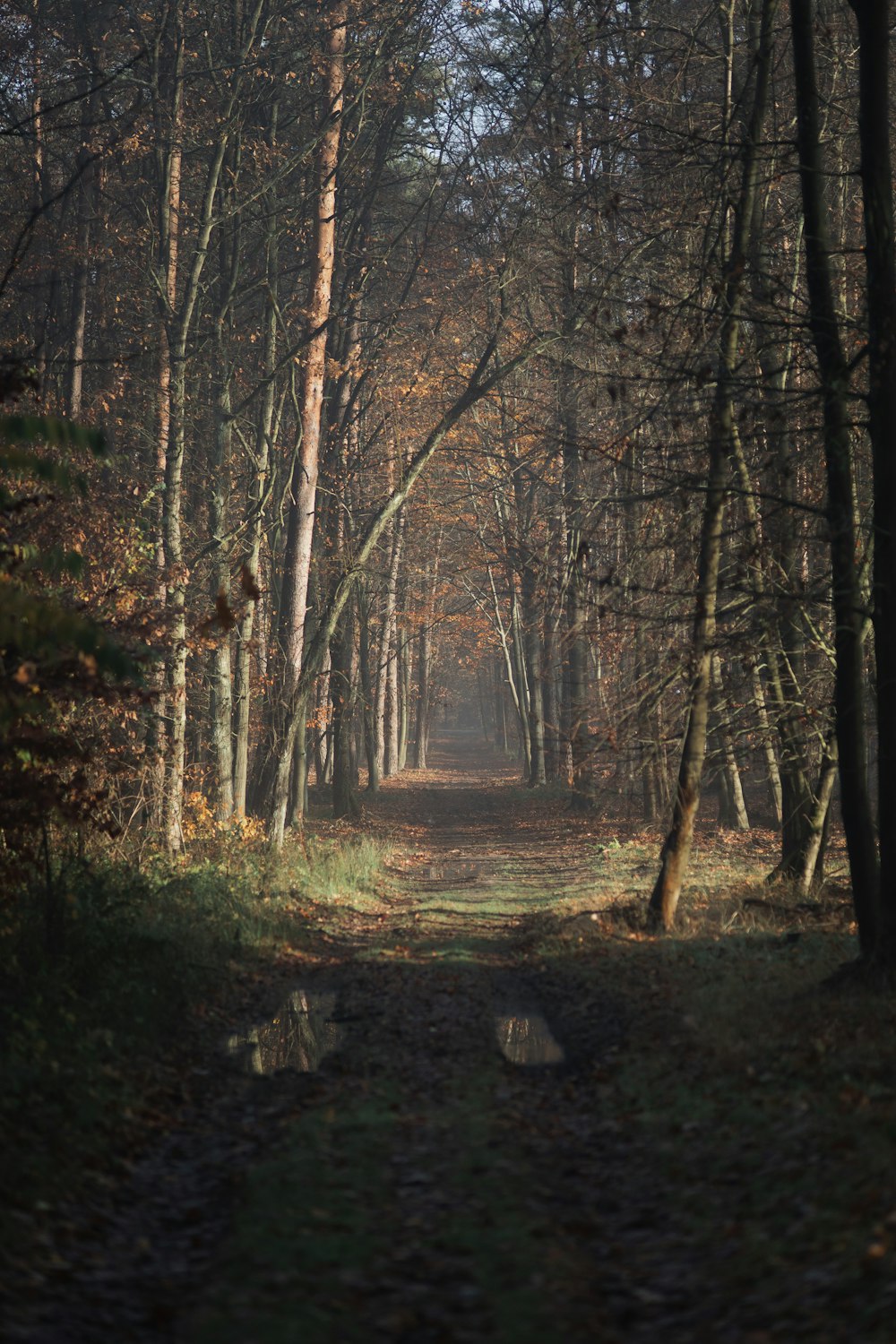 a dirt road in the middle of a forest