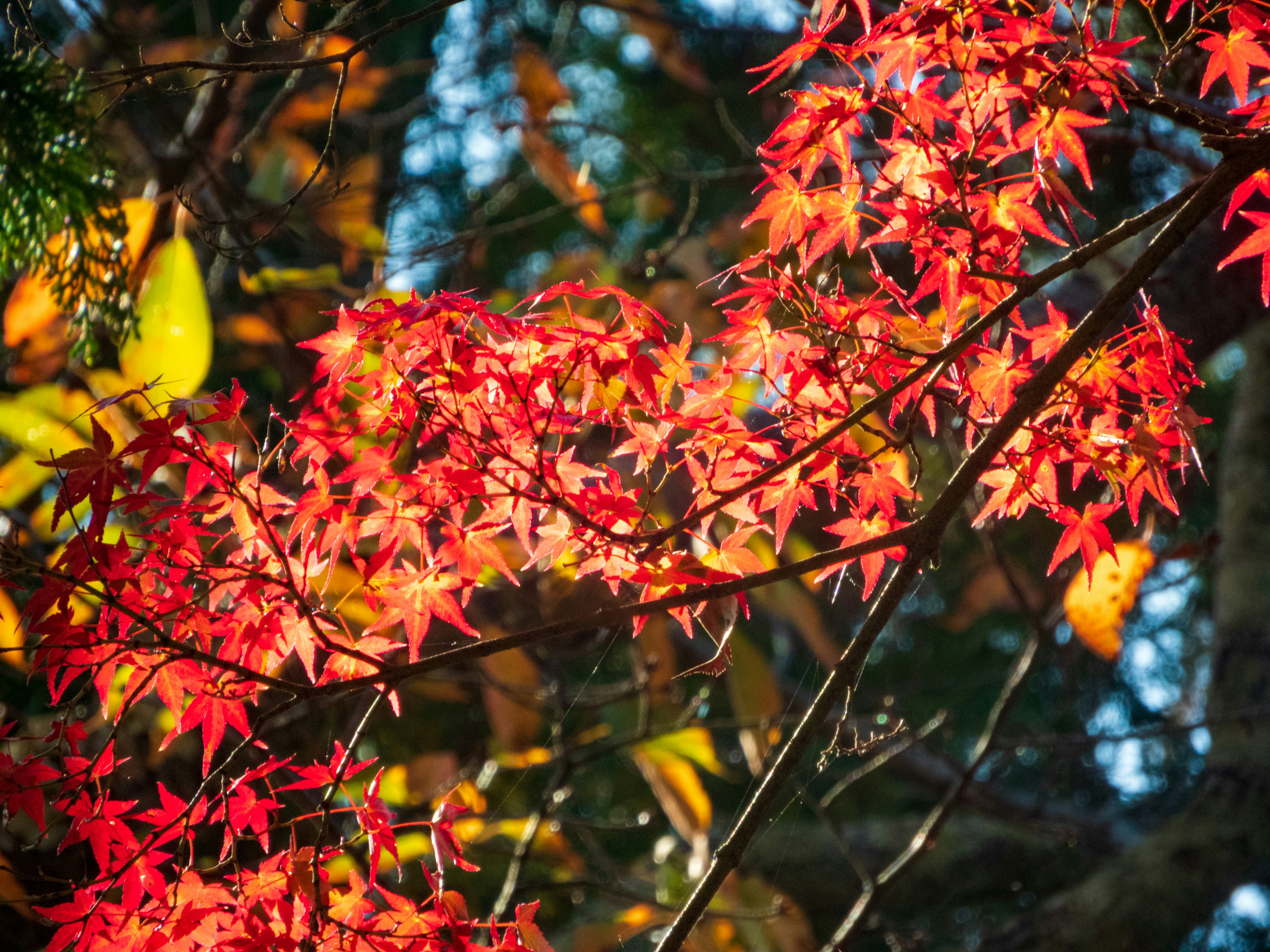 Photo by heppoko_yama