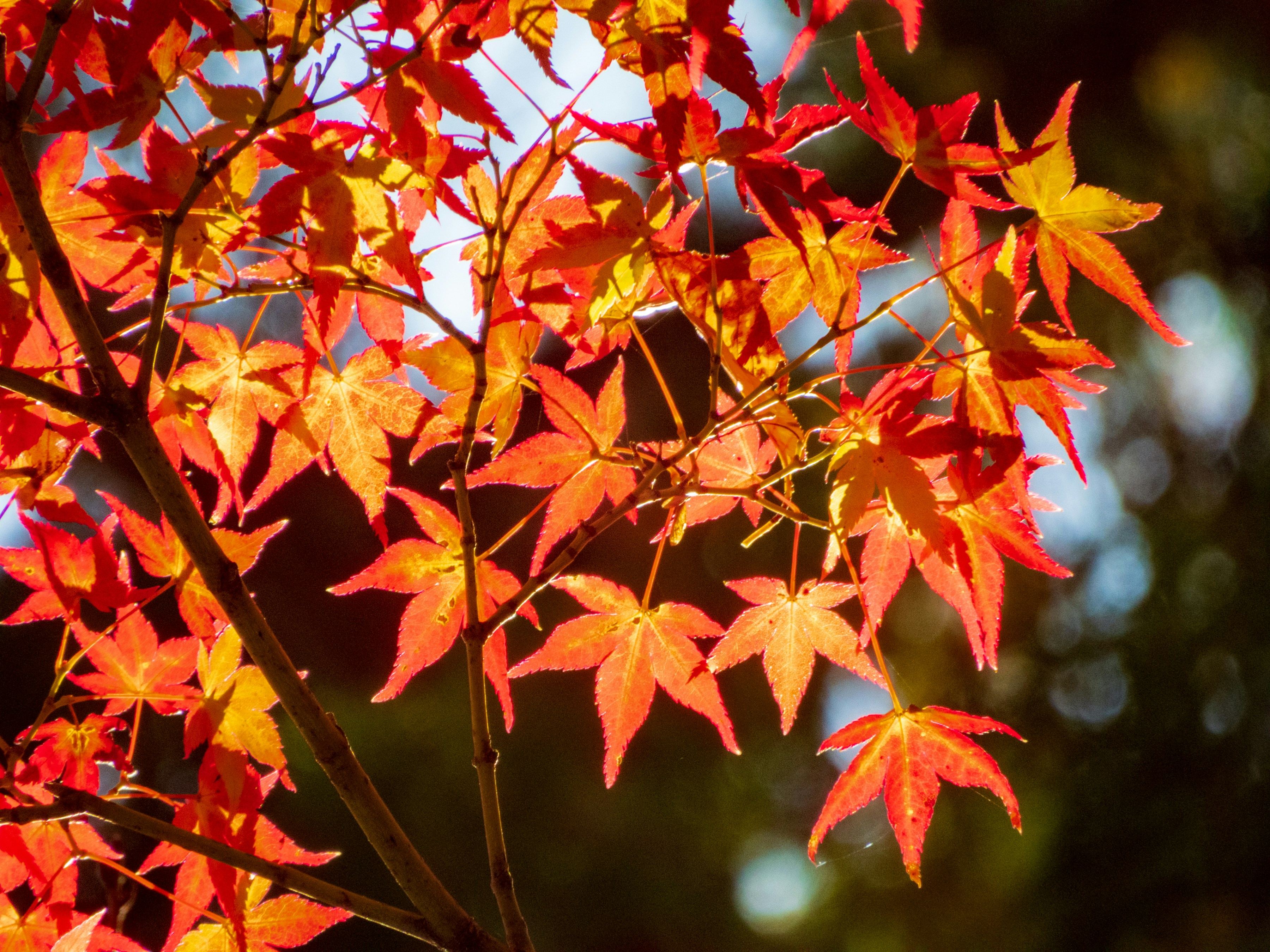 Photo by heppoko_yama