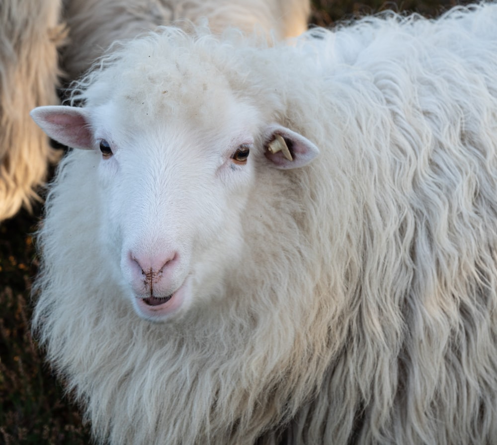 a close up of a sheep looking at the camera