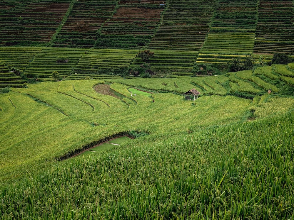 a lush green field with a small house in the middle of it