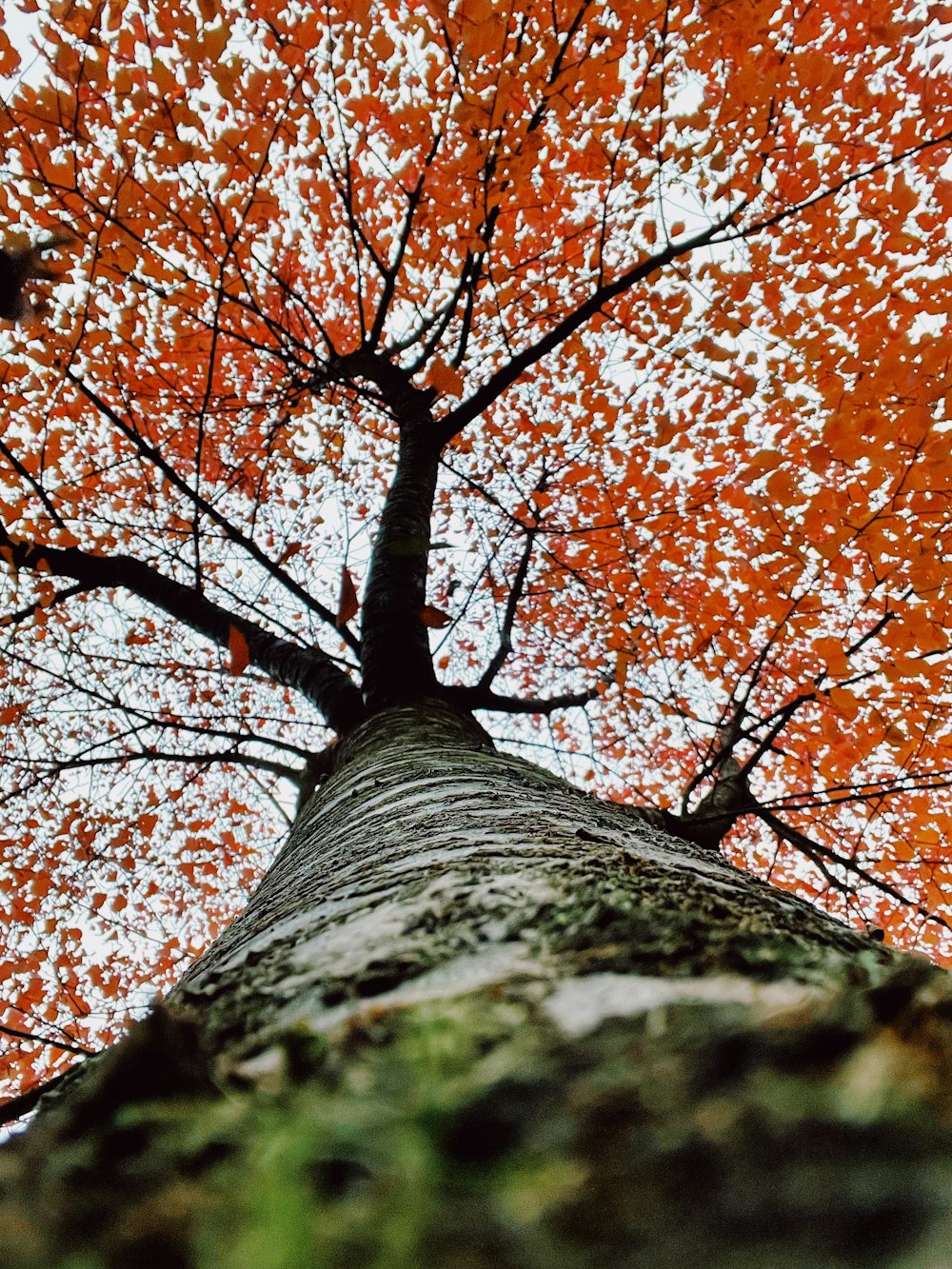a tall tree with orange leaves on it