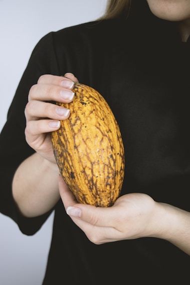 A close-up of hands gently holding freshly harvested raw cacao pods in a sunlit field.
