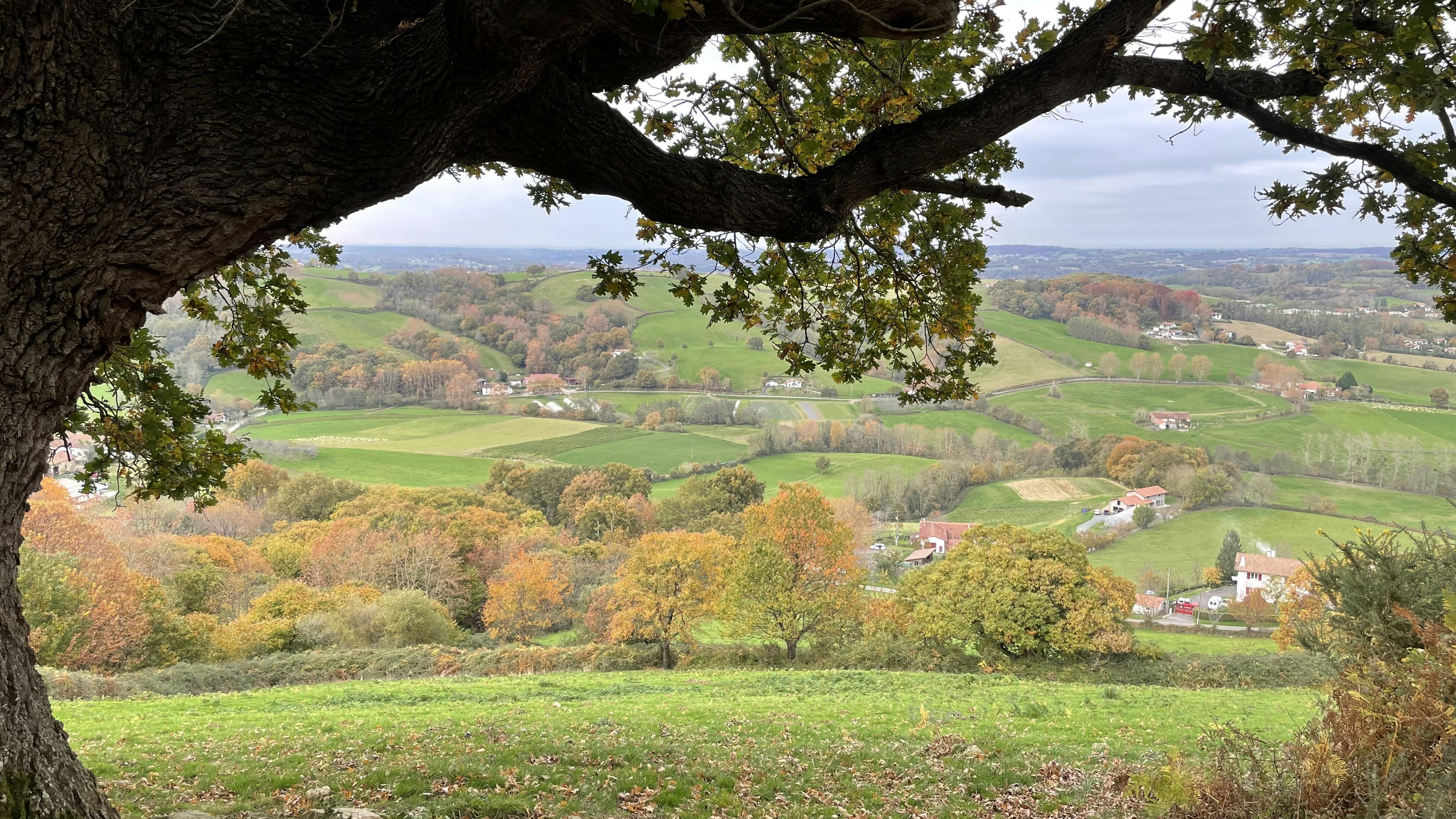 a view of a lush green countryside from a tree