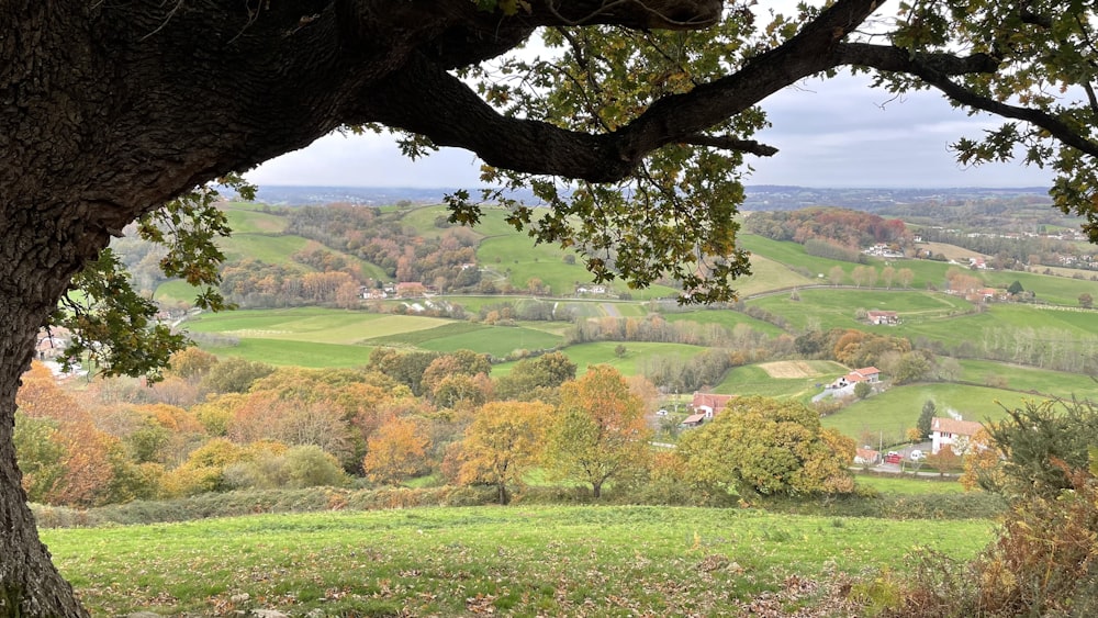 a view of a lush green countryside from a tree