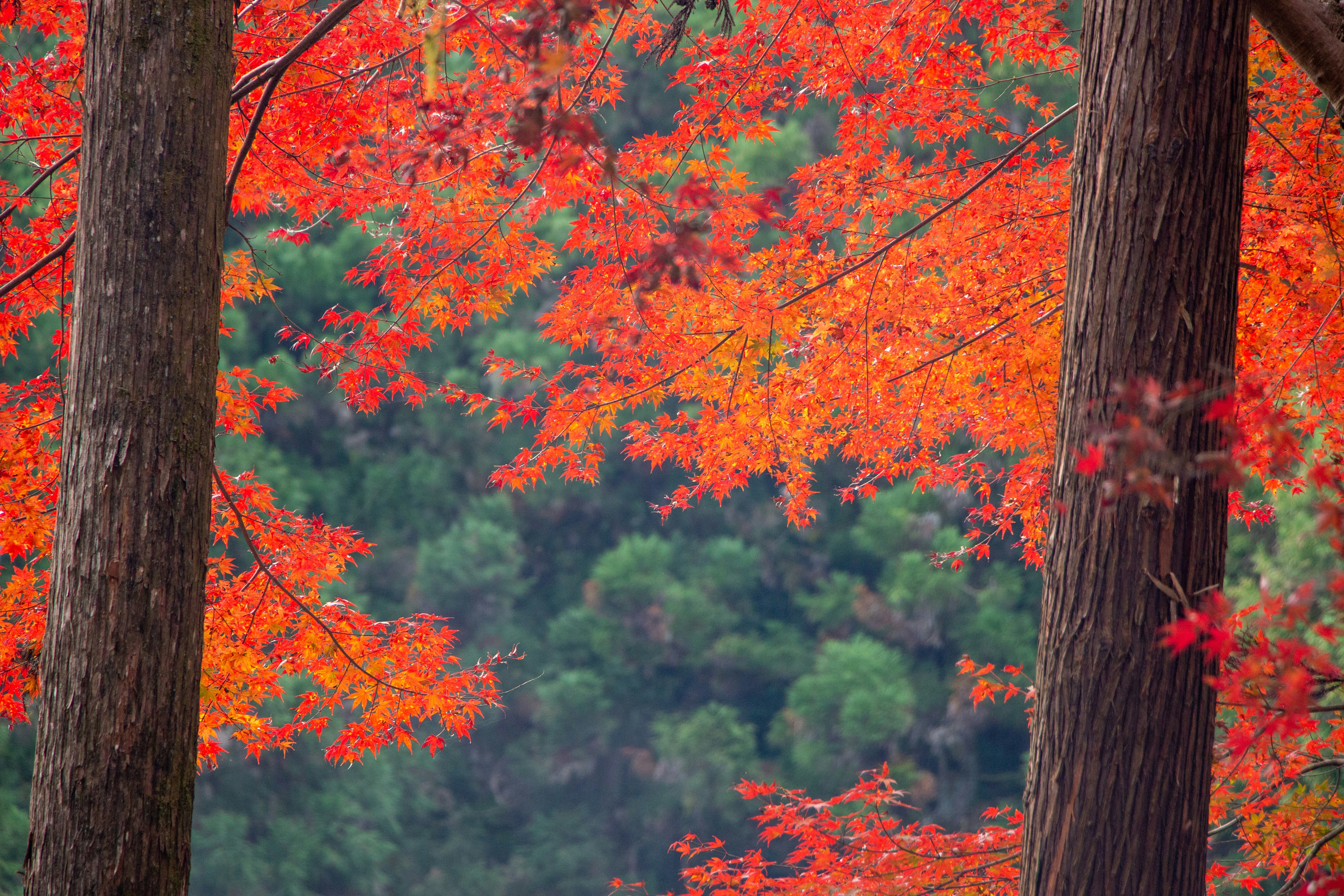 Photo by enkuu