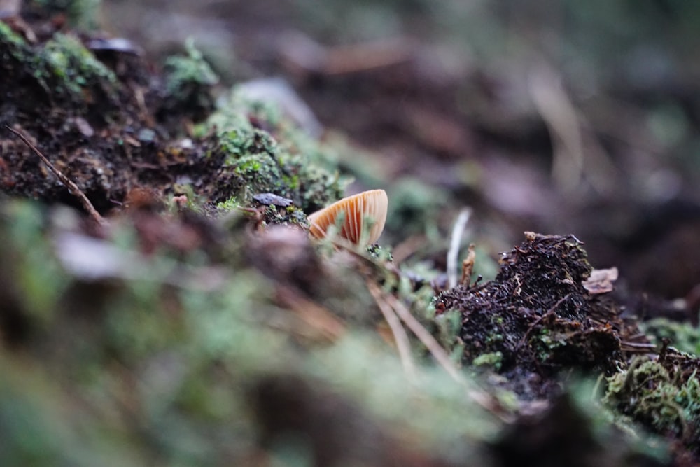 a close up of a mushroom on a mossy surface