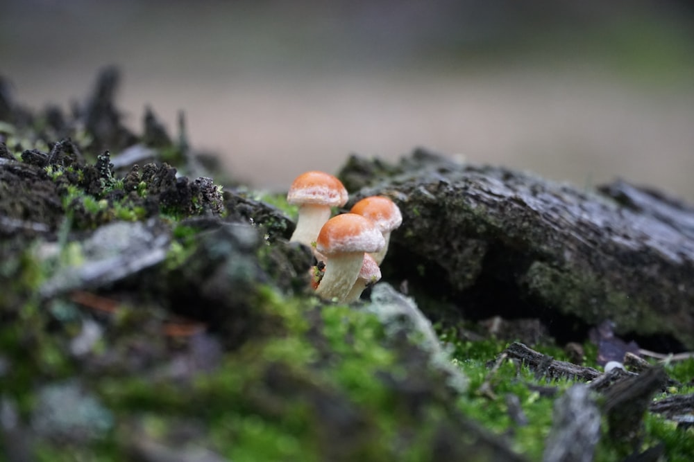 a couple of small mushrooms sitting on top of a moss covered ground