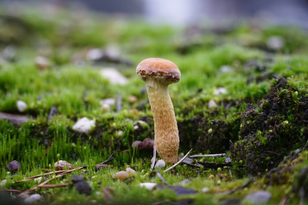 a close up of a mushroom in the grass