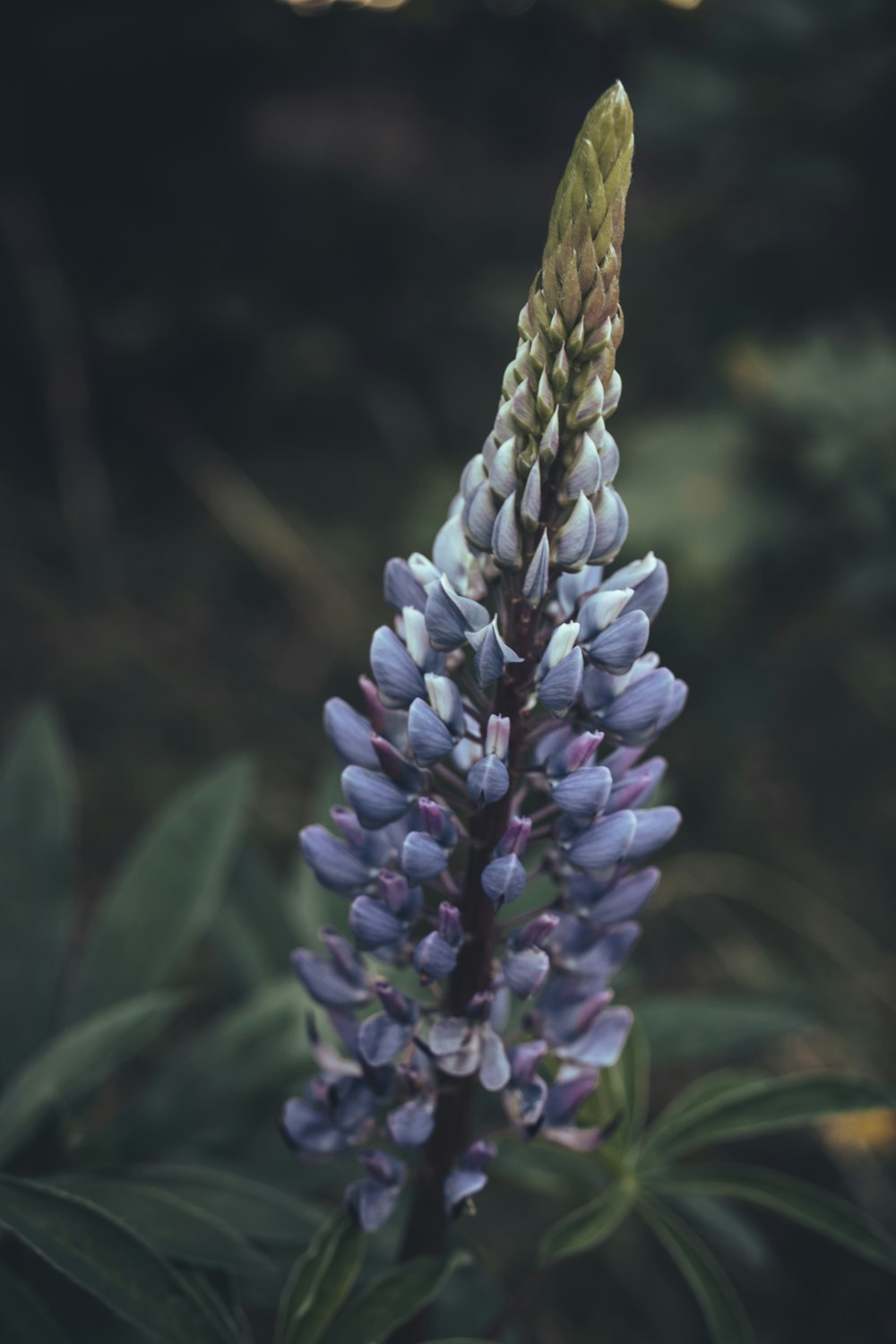 a close up of a purple flower with green leaves