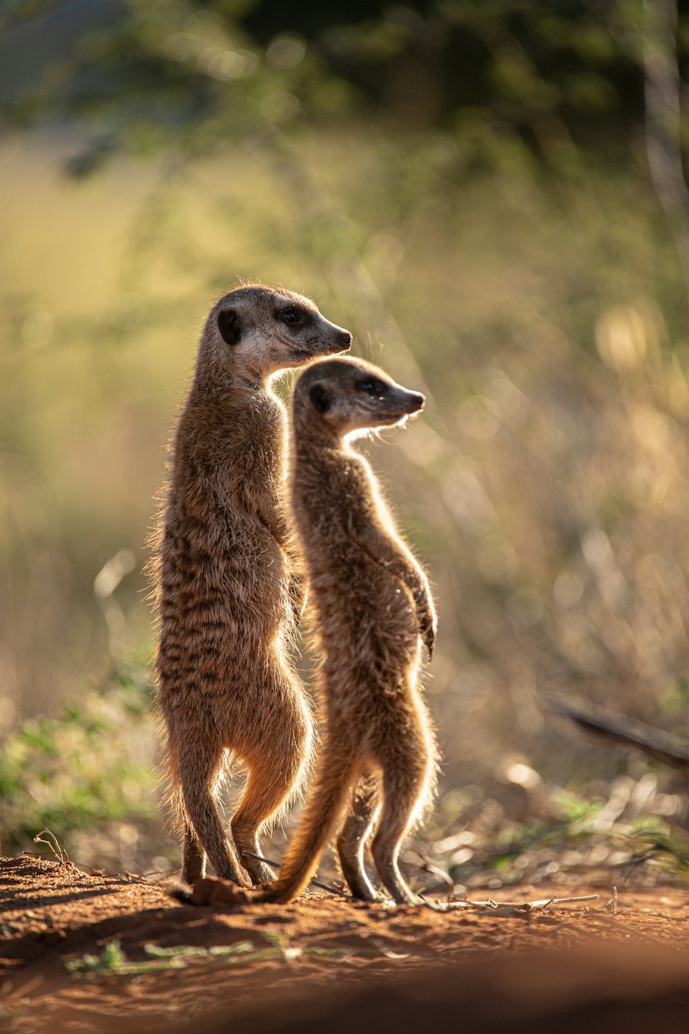 two small meerkats standing next to each other
