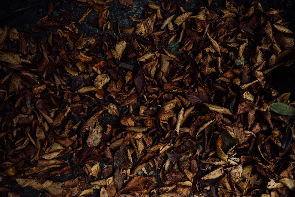 a pile of dead leaves on the ground