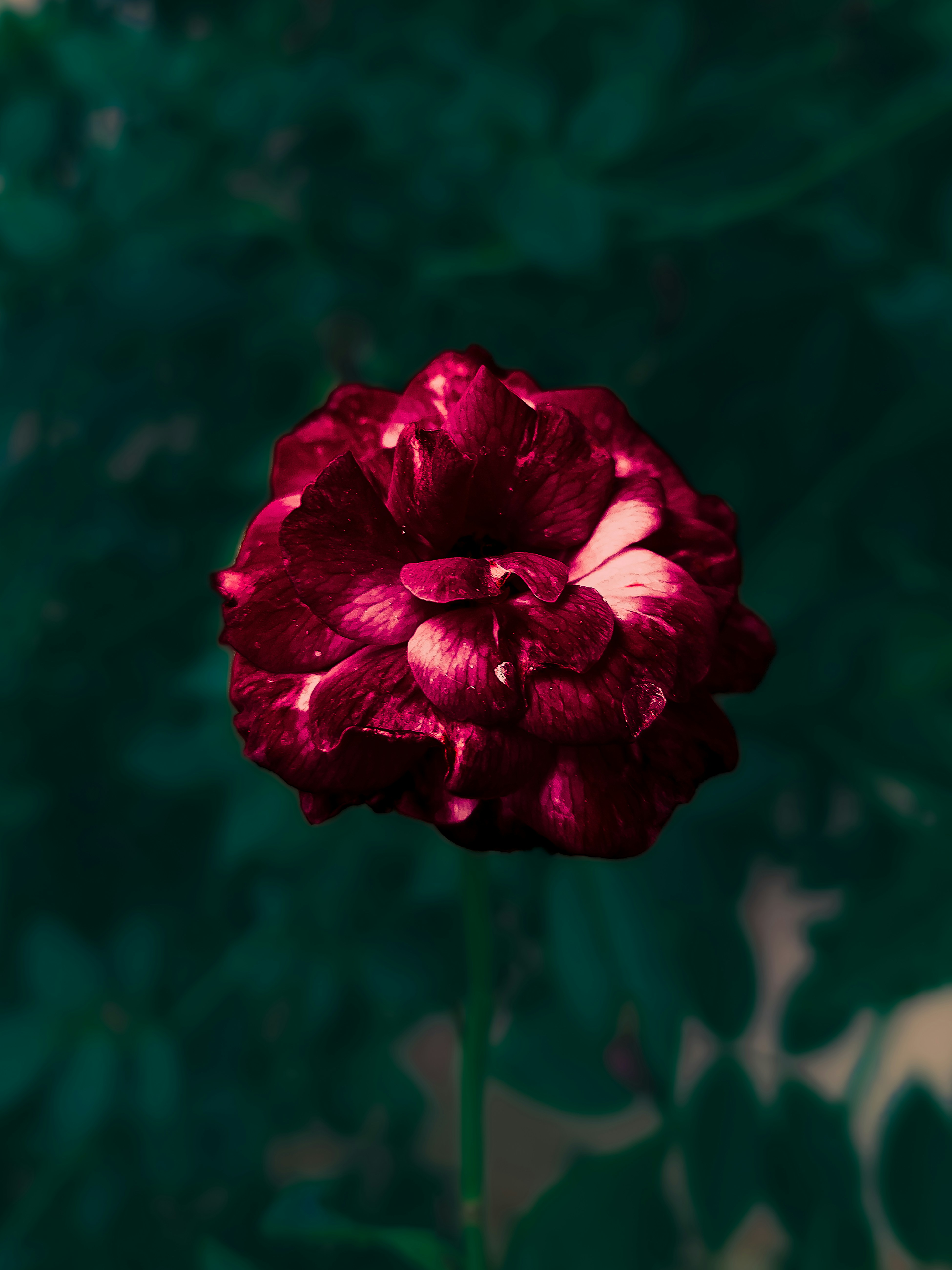a red flower with a green background