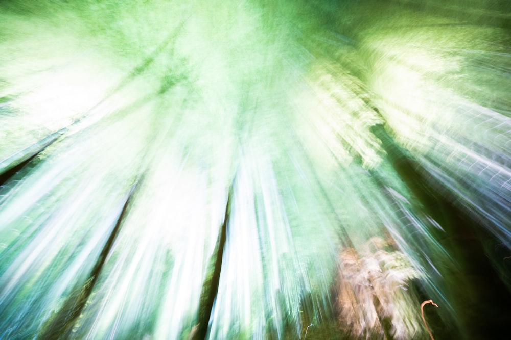 a blurry photo of a forest filled with trees