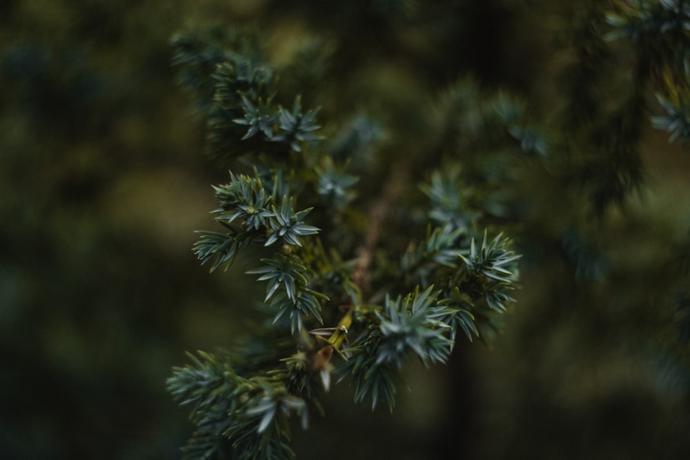 a close up of a pine tree branch