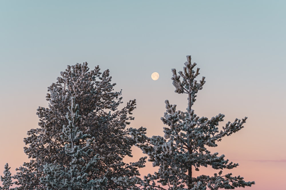 a full moon is seen through the trees