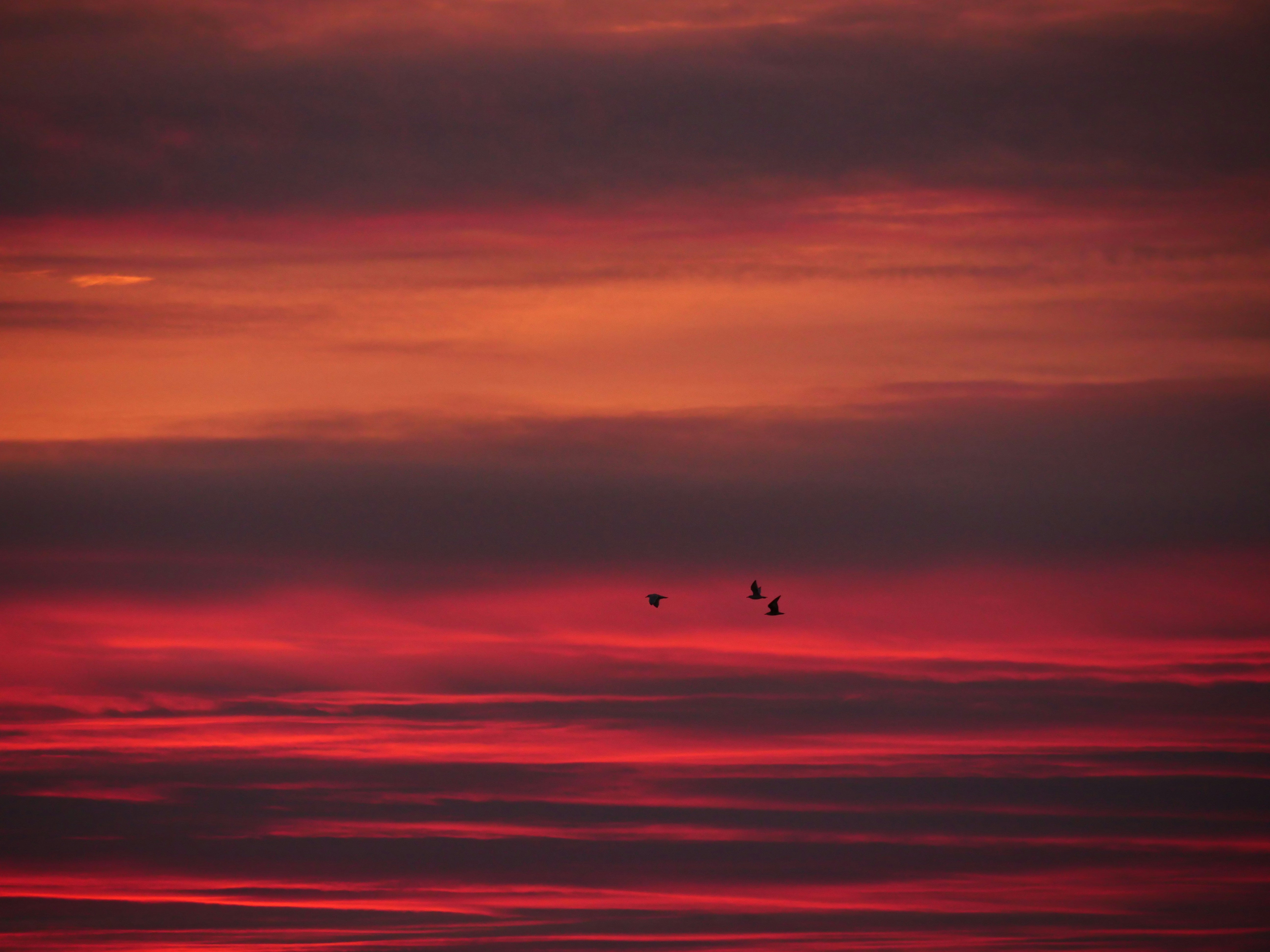 Photo by nimbus_vulpis