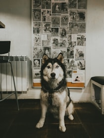 A Siberian Husky sits indoors in front of a wall covered with numerous photos of dogs. The room has a chair on one side and a bench on the other. The setting gives a feeling of a cozy and casual environment.