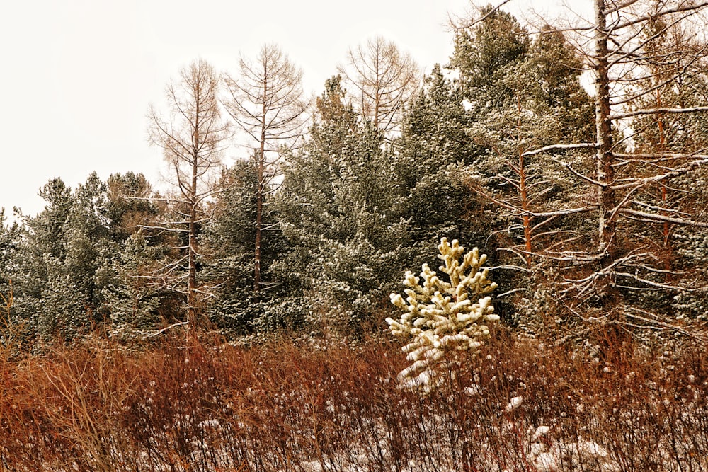 a plant in a forest