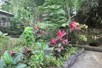 A lush garden featuring a variety of tropical plants with vibrant pink and green foliage. The scene includes dense greenery, ferns, and large vibrant leaves, creating a natural and serene environment. A stone pathway winds through the garden, bordered by a small rock wall. Bamboo and other verdant plants are visible in the background, adding depth to the scene.