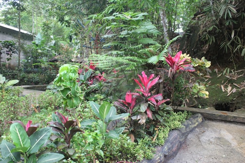A lush garden featuring a variety of tropical plants with vibrant pink and green foliage. The scene includes dense greenery, ferns, and large vibrant leaves, creating a natural and serene environment. A stone pathway winds through the garden, bordered by a small rock wall. Bamboo and other verdant plants are visible in the background, adding depth to the scene.