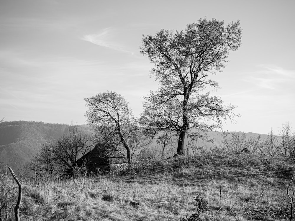 uma foto em preto e branco de uma árvore em uma colina